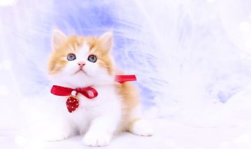 ラガマフィン【岐阜県・男の子・2022年2月22日・レッドマッカレルタビー&ホワイト】の写真「うっとり(*´ `)♥美男子」