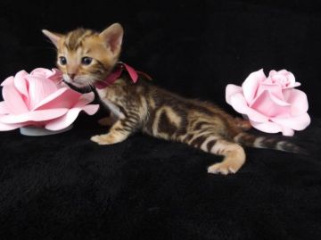 ベンガル【岐阜県・女の子・2015年5月15日・ブラウンマーブル】の写真「大理石のような柄が素敵な子です」