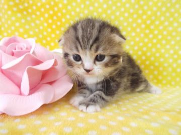 スコティッシュフォールド【岐阜県・男の子・2015年3月18日・ブラウンクラシックタビー&ホワイト】の写真「丸顔のイケメンちゃん（●＾o＾●）」