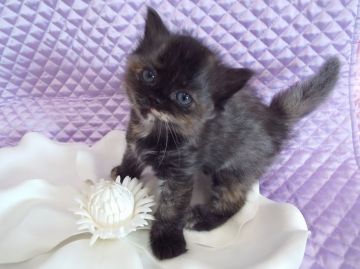 ラガマフィン【岐阜県・女の子・2016年2月17日・シェーデッドシルバー】の写真「毛色も個性(*'▽')性格可愛いです！」