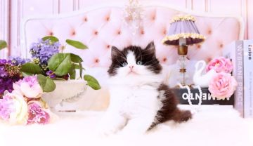 ラガマフィン【岐阜県・男の子・2022年2月3日・ブラック&ホワイト】の写真「イケメンおにぎりくん🍙」