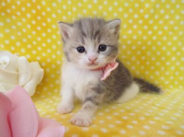 スコティッシュフォールド【岐阜県・女の子・2015年3月18日・ダイリュートキャリコ】の写真「ほんわか優しい雰囲気の女の子」