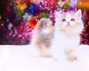 ラガマフィン【岐阜県・女の子・2022年1月1日・ダイリュートキャリコ】の写真「意思表示が、わかりやすい性格」