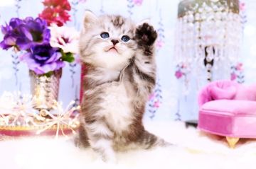 ラガマフィン【岐阜県・男の子・2022年2月11日・シルバーマッカレルタビー】の写真「いつも側に(´｡•ω(•ω•｡`)ぎゅー♡甘えん坊」