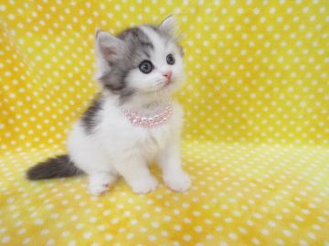 ラガマフィン【岐阜県・女の子・2015年2月21日・ブルータビー&ホワイト】の写真「大きな瞳が魅力的」