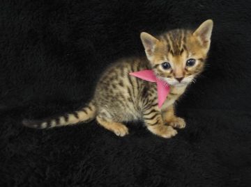 ベンガル【岐阜県・女の子・2015年2月7日・ブラウンスポットタビー(ロゼットありません)】の写真「優しいお顔が可愛いですね」