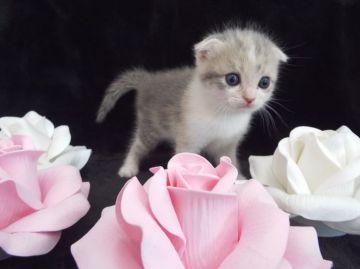 スコティッシュフォールド【岐阜県・女の子・2016年3月19日・ダイリュートキャリコ（ショート）】の写真「モデルみたいな小顔美人( *´艸｀)」