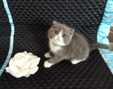 スコティッシュフォールド【岐阜県・男の子・2015年12月12日・ブルータビー&ホワイト】の写真「まん丸お顔にキラキラ瞳が可愛いです(*'ω'*)」