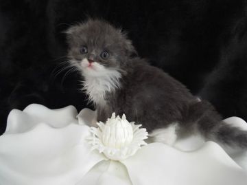 スコティッシュフォールド【岐阜県・男の子・2016年4月19日・ブルータビー&ホワイト（セミロング）】の写真「最新動画掲載中」