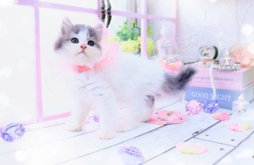 ラガマフィン【岐阜県・女の子・2024年5月21日・ブルーマッカレルタビー&ホワイト】の写真「まん丸瞳の美人ちゃん❤️」