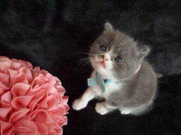 スコティッシュフォールド【岐阜県・男の子・2015年12月12日・ブルータビー&ホワイト】の写真「甘えん坊で、なでなでされるのが大好きな子です♪」