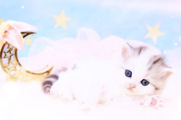 ラガマフィン【岐阜県・女の子・2022年3月12日・シルバーパッチドタビー&ホワイト】の写真「とっても美人なお姫様👸」