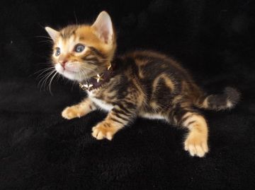 ベンガル【岐阜県・男の子・2015年1月25日・ブラウンマーブル（短毛）】の写真「小さなトラみたいで、可愛いです。」