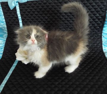 スコティッシュフォールド【岐阜県・女の子・2015年12月12日・ダイリュートキャリコ】の写真「優しい毛色に、ほんわか甘えん坊ちゃん(*'ω'*)」