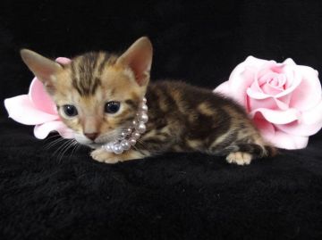 ベンガル【岐阜県・女の子・2015年5月15日・ブラウンマーブル】の写真「」