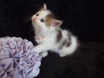 ラガマフィン【岐阜県・男の子・2015年12月20日・ブラウンタビー&ホワイト】の写真「優しいお顔の、おっとりさん(*'ω'*)♪」