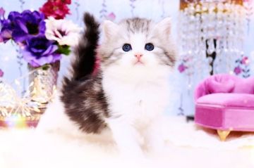 ラガマフィン【岐阜県・男の子・2022年2月11日・シルバーマッカレルタビー&ホワイト】の写真「イケメンアイドル✨( *ˊᵕˋ* )💗」