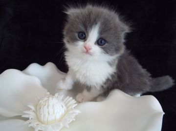 スコティッシュフォールド【岐阜県・男の子・2016年3月19日・ブルー&ホワイト（セミロング）】の写真「ブルーの毛色が、とっても綺麗ですよね(*^▽^*)」