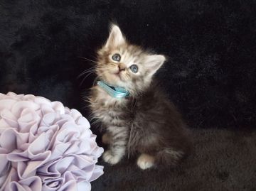 ラガマフィン【岐阜県・男の子・2015年12月20日・シルバータビー】の写真「毛色の綺麗な、カッコいいお顔が魅力的」