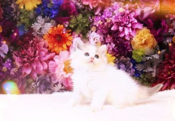 ラガマフィン【岐阜県・女の子・2022年1月1日・ダイリュートキャリコ】の写真「甘えん坊で、遊ぶの大好き(੭˙꒳˙)੭♪」