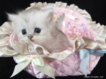 ペルシャ(チンチラ)【岐阜県・女の子・2015年6月9日・チンチラシルバー】の写真「愛らしいお顔のお姫様～(*^_^*)」