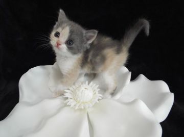 スコティッシュフォールド【岐阜県・女の子・2016年4月19日・ダイリュートキャリコ（ショート）】の写真「華やかな毛色の甘えん坊さん(^^♪」