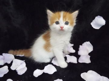 ラガマフィン【岐阜県・男の子・2016年4月12日・レッドタビー&ホワイト】の写真「尻尾のしましまが可愛いですね♪」