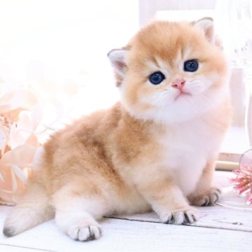 ブリティッシュショートヘア【岐阜県・男の子・2024年8月6日・シェーデッドゴールデン(ゴールド)（ショートヘア）】の写真「ぷにまるほっぺ❤甘々の甘えんぼ🧸⋆︎*」