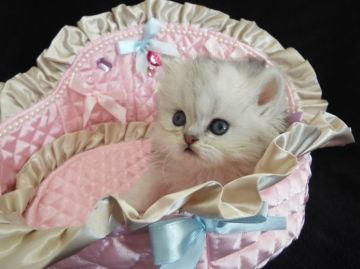 ペルシャ(チンチラ)【岐阜県・女の子・2015年9月21日・チンチラシルバー】の写真「優しいお顔の、ほんわかちゃん(*'ω'*)♡」