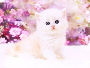 ラガマフィン【岐阜県・男の子・2022年3月12日・クリームマッカレルタビー】の写真「ミルクティーカラーのクマちゃんʕ๑•ɷ•๑ʔ♥」