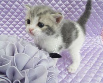 スコティッシュフォールド【岐阜県・男の子・2015年10月22日・ブルークリームタビー&ホワイト】の写真「上品なお顔と毛色が、素敵な子です」