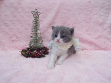 スコティッシュフォールド【岐阜県・男の子・2014年10月29日・ブルー&ホワイト（短毛）】の写真「ものすごく人懐っこいですよ♪」