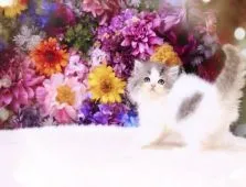 ラガマフィン【岐阜県・女の子・2022年1月1日・ダイリュートキャリコ】の写真1「ひかえめで、おしとやかな雰囲気2/26撮影」