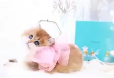 ブリティッシュロングヘア【岐阜県・男の子・2024年3月15日・シェーデッドゴールデン(ゴールド)】の写真1「唯一無二の可愛さ❤可愛すぎて時が止まる👼」