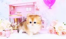 ブリティッシュロングヘア【岐阜県・女の子・2021年7月15日・ゴールデンシェーディッド(ゴールド)】の写真2「8/17撮影✨」