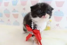 スコティッシュフォールド【岐阜県・女の子・2016年9月21日・ブラウンパッチドタビー&ホワイト】の写真2「10/20撮影　黒いお顔の奥から、キラキラ輝く瞳で甘えたいアピール(*^▽^*)」