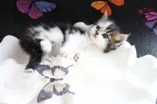ラガマフィン【岐阜県・男の子・2017年1月12日・】の写真2「2/12撮影　甘えん坊のイイ性格してますよ♪」