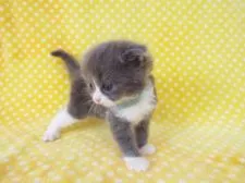 スコティッシュフォールド【岐阜県・男の子・2015年3月19日・ブルー&ホワイト】の写真2