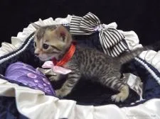 ベンガル【岐阜県・女の子・2015年6月12日・ブラウンスポットタビー(ロゼットございません)】の写真2「ママ似の元気娘！」