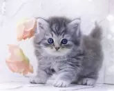 ラガマフィン【岐阜県・男の子・2024年10月24日・ブルーマッカレルタビー】の写真3「可愛く美しく✨」