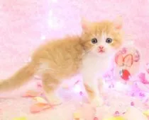 ラガマフィン【岐阜県・男の子・2017年12月26日・レッドマッカレルタビー&ホワイト】の写真3「性格も可愛く、甘えること大好きさん2/2」