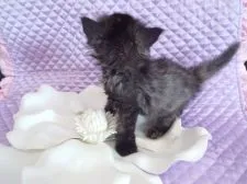 ラガマフィン【岐阜県・女の子・2016年2月17日・シェーデッドシルバー】の写真4「３/２５撮影　カッコいい雰囲気に、性格甘えん坊のギャップが可愛い～(^^♪」