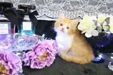 ラガマフィン【岐阜県・男の子・2017年12月26日・レッドマッカレルタビー&ホワイト】の写真5「ママも、パパも美男美女　将来楽しみです　両親とものに甘々の甘えん坊さん」