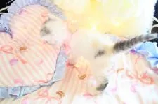 ラガマフィン【岐阜県・女の子・2017年11月18日・】の写真5