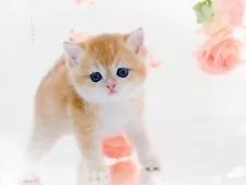 ブリティッシュショートヘア【岐阜県・女の子・2025年5月1日・シェーデッドゴールデン(ゴールド)】の写真15