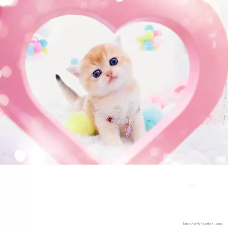 ブリティッシュショートヘア【岐阜県・女の子・2025年5月28日・シェーデッドゴールデン(ゴールド)】の写真1「優しい瞳のアップルヘッド🍎」