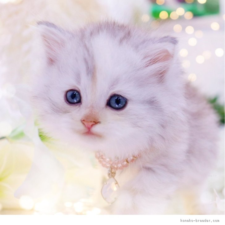 ブリーダー画像