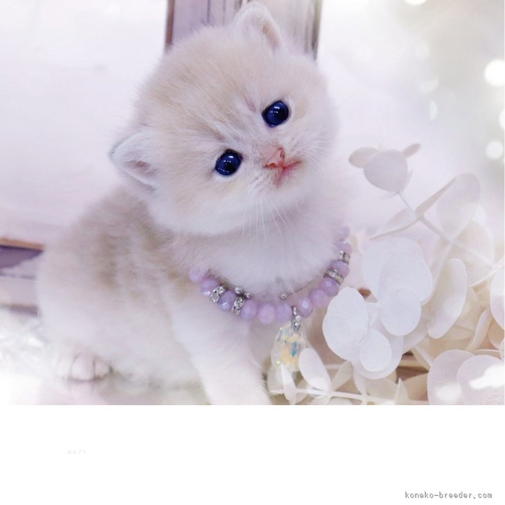 ブリーダー画像