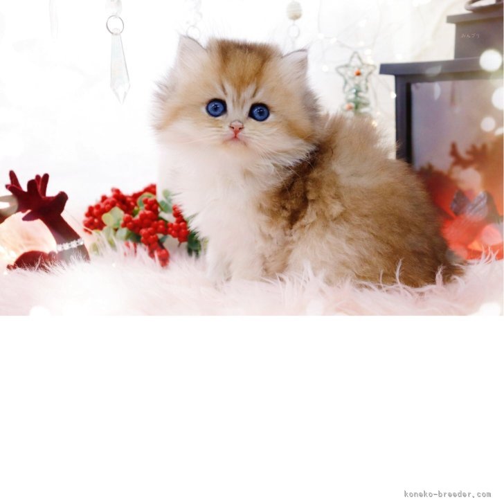 ブリーダー画像