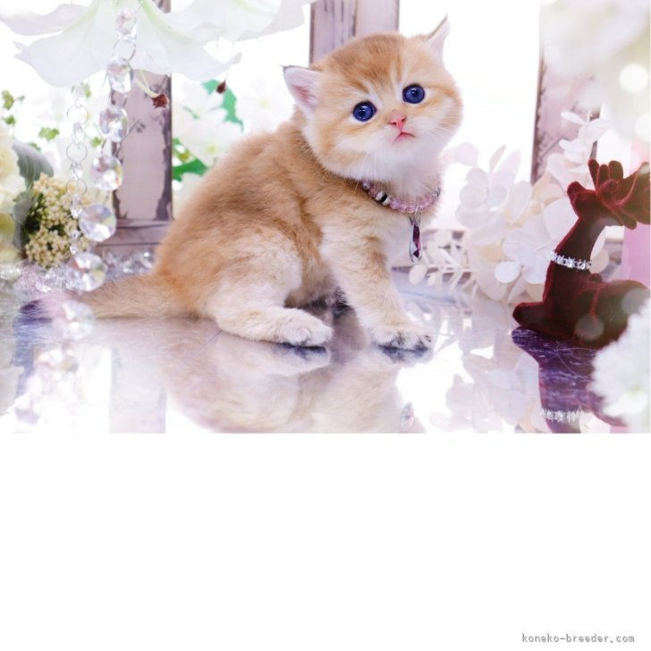 ブリーダー画像